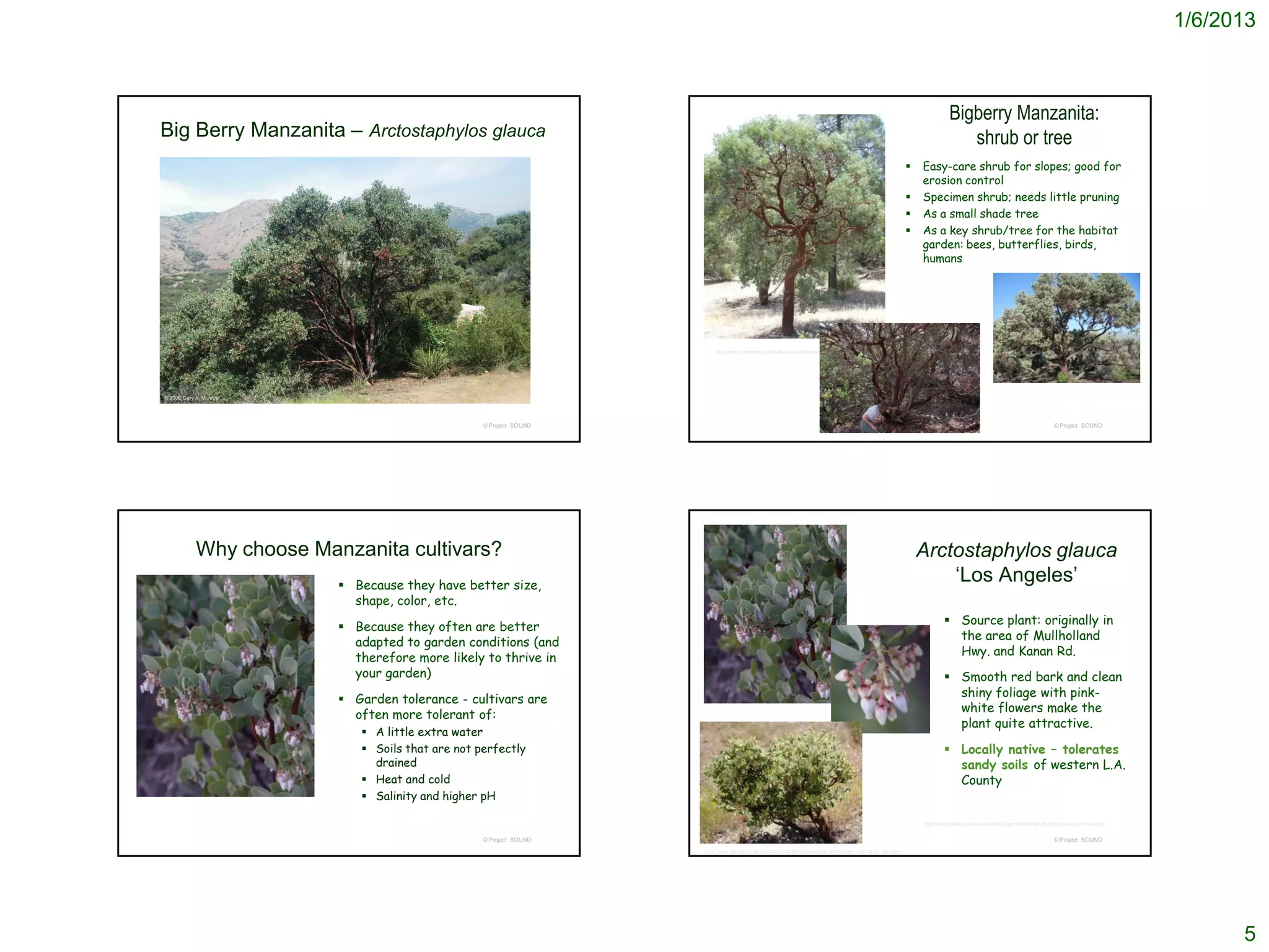 1/6/2013



                                                                                                                                                                                Bigberry Manzanita:
Big Berry Manzanita – Arctostaphylos glauca                                                                                                                                        shrub or tree
                                                                                                                                                                  Easy-care shrub for slopes; good for
                                                                                                                                                                   erosion control
                                                                                                                                                                  Specimen shrub; needs little pruning
                                                                                                                                                                  As a small shade tree
                                                                                                                                                                  As a key shrub/tree for the habitat
                                                                                                                                                                   garden: bees, butterflies, birds,
                                                                                                                                                                   humans




                                                                          http://www.laspilitas.com/nature-of-california/plants/arctostaphylos-glauca




© 2008 Gary A. Monroe




                                                   © Project SOUND                                                                                                                                                                       © Project SOUND




            Why choose Manzanita cultivars?                                                                                                                        Arctostaphylos glauca
                           Because they have better size,
                                                                                                                                                                       ‘Los Angeles’
                            shape, color, etc.
                                                                                                                                                                              Source plant: originally in
                           Because they often are better
                                                                                                                                                                               the area of Mullholland
                            adapted to garden conditions (and
                                                                                                                                                                               Hwy. and Kanan Rd.
                            therefore more likely to thrive in
                            your garden)                                                                                                                                      Smooth red bark and clean
                                                                                                                                                                               shiny foliage with pink-
                           Garden tolerance - cultivars are
                                                                                                                                                                               white flowers make the
                            often more tolerant of:
                                                                                                                                                                               plant quite attractive.
                              A little extra water
                              Soils that are not perfectly                                                                                                                   Locally native – tolerates
                               drained                                                                                                                                         sandy soils of western L.A.
                              Heat and cold                                                                                                                                   County
                              Salinity and higher pH

                                                                                                                                                                   http://www.laspilitas.com/nature-of-california/plants/arctostaphylos-glauca-frazier-park-manzanita


                                                   © Project SOUND                                                                                                                                                                       © Project SOUND
                                                                     http://www.laspilitas.com/nature-of-california/plants/arctostaphylos-glauca-los-angeles




                                                                                                                                                                                                                                                                              5
 