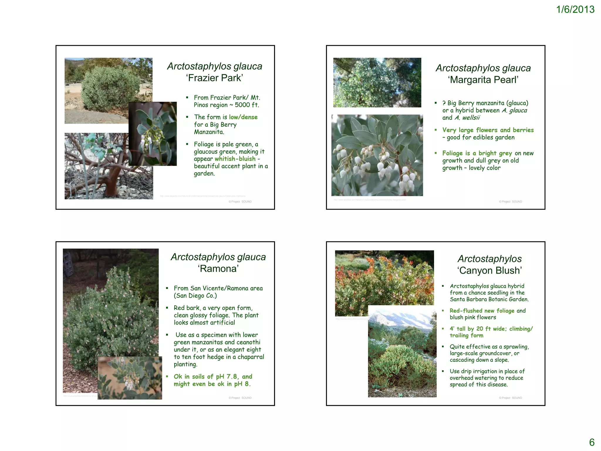 1/6/2013




                                                                                                      Arctostaphylos glauca                                                                                                                                                                Arctostaphylos glauca
                                                                                                          ‘Frazier Park’                                                                                                                                                                     ‘Margarita Pearl’
                                                                                                                             From Frazier Park/ Mt.
                                                                                                                              Pinos region ~ 5000 ft.                                                                                                                                       ? Big Berry manzanita (glauca)
                                                                                                                                                                                                                                                                                             or a hybrid between A. glauca
                                                                                                                             The form is low/dense                                                                                                                                          and A. wellsii
                                                                                                                              for a Big Berry
                                                                                                                              Manzanita.                                                                                                                                                    Very large flowers and berries
                                                                                                                                                                                                                                                                                             – good for edibles garden
                                                                                                                             Foliage is pale green, a
                                                                                                                              glaucous green, making it                                                                                                                                     Foliage is a bright grey on new
                                                                                                                              appear whitish-bluish -                                                                                                                                        growth and dull grey on old
                                                                                                                              beautiful accent plant in a                                                                                                                                    growth – lovely color
                                                                                                                              garden.


                                                                                               http://www.laspilitas.com/nature-of-california/plants/arctostaphylos-glauca-frazier-park-manzanita
                                                                                                                                                                                                    http://www.laspilitas.com/nature-of-california/plants/arctostaphylos-margarita-pearl
                                                                                                                                                                             © Project SOUND                                                                                                                         © Project SOUND




                                                                                                           Arctostaphylos glauca                                                                                                                                                                    Arctostaphylos
                                                                                                                 ‘Ramona’                                                                                                                                                                           ‘Canyon Blush’
                                                                                                      From San Vicente/Ramona area                                                                                                                                                             Arctostaphylos glauca hybrid
                                                                                                                                                                                                                                                                                                 from a chance seedling in the
                                                                                                       (San Diego Co.)
                                                                                                                                                                                                                                                                                                 Santa Barbara Botanic Garden.
                                                                                                      Red bark, a very open form,                                                                                                                                                              Red-flushed new foliage and
                                                                                                       clean glossy foliage. The plant                                                                                                                                                           blush pink flowers
                                                                                                       looks almost artificial
                                                                                                                                                                                                      http://www.faroutflora.com/page/12/



                                                                                                                                                                                                                                                                                                4’ tall by 20 ft wide; climbing/
                                                                                                              Use as a specimen with lower                                                                                                                                                      trailing form
                                                                                                              green manzanitas and ceanothi
                                                                                                                                                                                                                                                                                                Quite effective as a sprawling,
                                                                                                              under it, or as an elegant eight
                                                                                                                                                                                                                                                                                                 large-scale groundcover, or
                                                                                                              to ten foot hedge in a chaparral                                                                                                                                                   cascading down a slope.
                                                                                                              planting.
                                                                                                                                                                                                                                                                                                Use drip irrigation in place of
                                                                                                      Ok in soils of pH 7.8, and                                                                                                                                                                overhead watering to reduce
                                                                                                       might even be ok in pH 8.                                                                                                                                                                 spread of this disease.
http://www.laspilitas.com/nature-of-california/plants/arctostaphylos-glauca-ramona-manzanita
                                                                                                                                                                             © Project SOUND                                                                                                                         © Project SOUND




                                                                                                                                                                                                                                                                                                                                             6
 