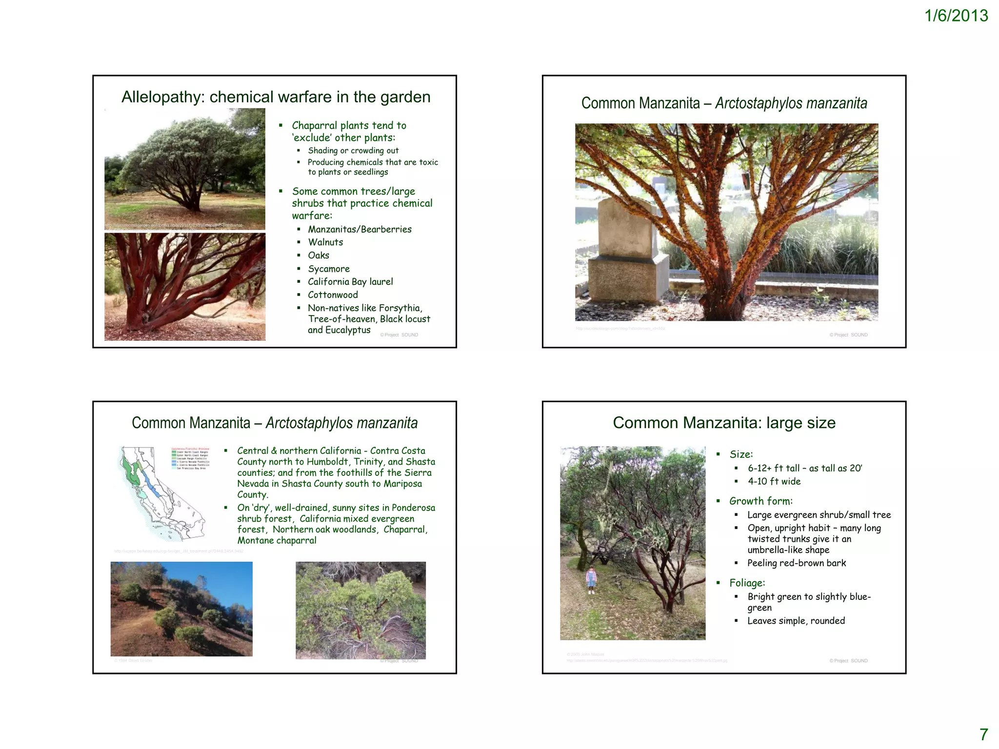1/6/2013



         Allelopathy: chemical warfare in the garden                                                                                  Common Manzanita – Arctostaphylos manzanita
                                                                                   Chaparral plants tend to
                                                                                    ‘exclude’ other plants:
                                                                                        Shading or crowding out
                                                                                        Producing chemicals that are toxic
                                                                                         to plants or seedlings

                                                                                   Some common trees/large
                                                                                    shrubs that practice chemical
                                                                                    warfare:
                                                                                           Manzanitas/Bearberries
http://sierrafoothillgarden.wordpress.com/2011/04/10/allelopathic-plantswhat-
%E2%80%9Ci-want-to-be-aloooone%E2%80%9D/                                               
                                                                                          Walnuts
                                                                                          Oaks
                                                                                          Sycamore
                                                                                          California Bay laurel
                                                                                          Cottonwood
                                                                                          Non-natives like Forsythia,
                                                                                           Tree-of-heaven, Black locust
                                                                                           and Eucalyptus © Project SOUND          http://lucioledesign.com/blog/?attachment_id=552
                                                                                                                                                                                                                                                            © Project SOUND




              Common Manzanita – Arctostaphylos manzanita                                                                                                 Common Manzanita: large size
                                                                        Central & northern California - Contra Costa                                                                                                    Size:
                                                                         County north to Humboldt, Trinity, and Shasta
                                                                         counties; and from the foothills of the Sierra                                                                                                               6-12+ ft tall – as tall as 20’
                                                                         Nevada in Shasta County south to Mariposa                                                                                                                    4-10 ft wide
                                                                         County.
                                                                                                                                                                                                                         Growth form:
                                                                        On ‘dry’, well-drained, sunny sites in Ponderosa
                                                                         shrub forest, California mixed evergreen                                                                                                                     Large evergreen shrub/small tree
                                                                         forest, Northern oak woodlands, Chaparral,                                                                                                                   Open, upright habit – many long
                                                                         Montane chaparral                                                                                                                                             twisted trunks give it an
     http://ucjeps.berkeley.edu/cgi-bin/get_JM_treatment.pl?3449,3454,3492                                                                                                                                                             umbrella-like shape
                                                                                                                                                                                                                                      Peeling red-brown bark

                                                                                                                                                                                                                         Foliage:
                                                                                                                                                                                                                                      Bright green to slightly blue-
                                                                                                                                                                                                                                       green
                                                                                                                                                                                                                                      Leaves simple, rounded


                                                                                                                              © 2009 John Malpas
     © 1994 David Graber                                                                                    © Project SOUND   http://atlantis.mendocino.edu/jxerogeanes/AGR%2053/Arctostaphylos%20manzanita-%20Whole%20plant.jpg                            © Project SOUND




                                                                                                                                                                                                                                                                                    7
 