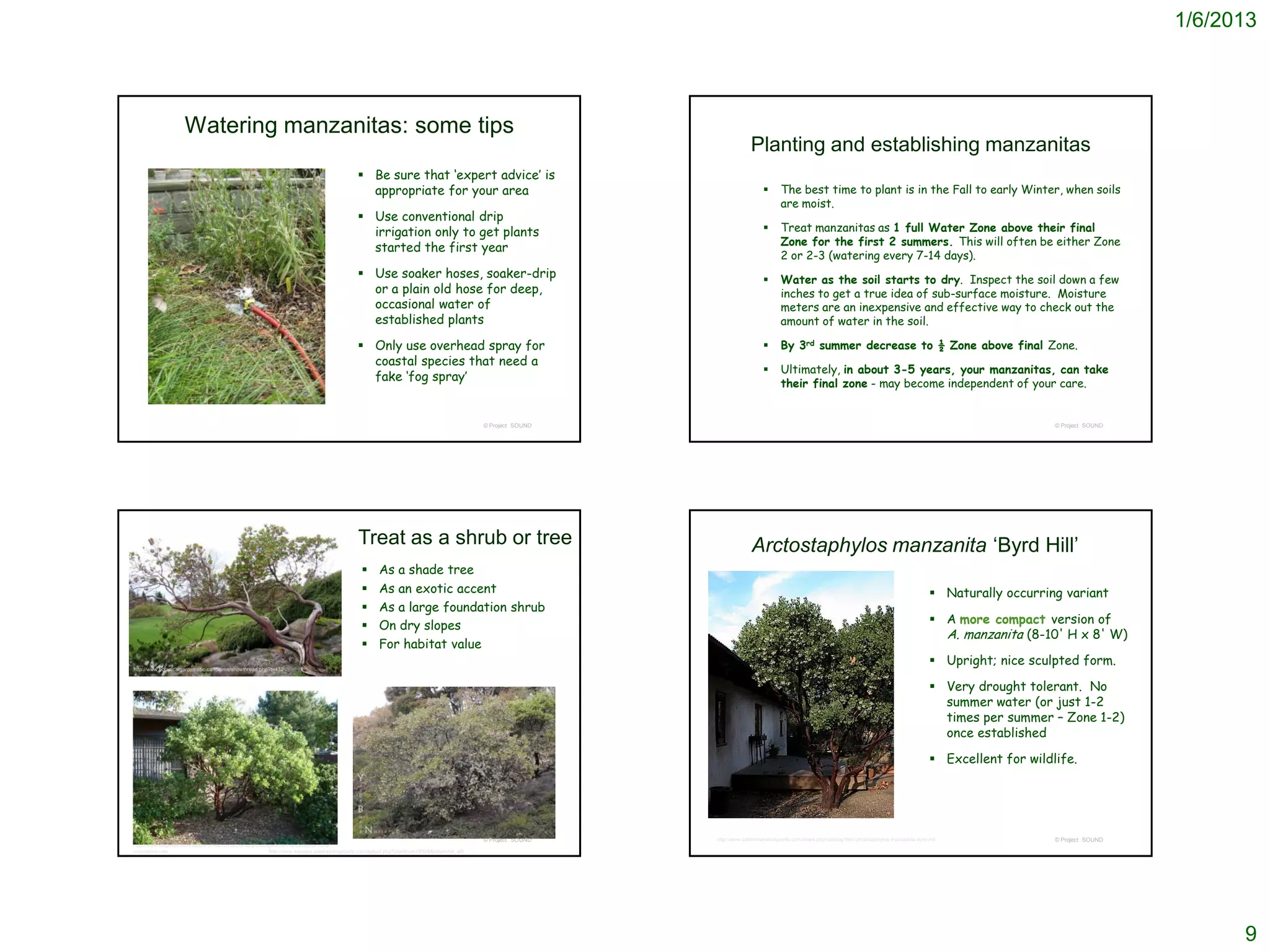 1/6/2013




                     Watering manzanitas: some tips
                                                                                                                                                                               Planting and establishing manzanitas
                                                                                                Be sure that ‘expert advice’ is
                                                                                                 appropriate for your area                                                                 The best time to plant is in the Fall to early Winter, when soils
                                                                                                                                                                                            are moist.
                                                                                                Use conventional drip
                                                                                                 irrigation only to get plants                                                             Treat manzanitas as 1 full Water Zone above their final
                                                                                                                                                                                            Zone for the first 2 summers. This will often be either Zone
                                                                                                 started the first year
                                                                                                                                                                                            2 or 2-3 (watering every 7-14 days).
                                                                                                Use soaker hoses, soaker-drip                                                             Water as the soil starts to dry. Inspect the soil down a few
                                                                                                 or a plain old hose for deep,                                                              inches to get a true idea of sub-surface moisture. Moisture
                                                                                                 occasional water of                                                                        meters are an inexpensive and effective way to check out the
                                                                                                 established plants                                                                         amount of water in the soil.

                                                                                                Only use overhead spray for                                                               By 3rd summer decrease to ½ Zone above final Zone.
                                                                                                 coastal species that need a
                                                                                                                                                                                           Ultimately, in about 3-5 years, your manzanitas, can take
                                                                                                 fake ‘fog spray’
                                                                                                                                                                                            their final zone - may become independent of your care.


                                                                                                                                               © Project SOUND                                                                                                                    © Project SOUND




                                                                                               Treat as a shrub or tree                                                         Arctostaphylos manzanita ‘Byrd Hill’
                                                                                                       As a shade tree
                                                                                                       As an exotic accent                                                                                                                                   Naturally occurring variant
                                                                                                       As a large foundation shrub
                                                                                                       On dry slopes                                                                                                                                         A more compact version of
                                                                                                                                                                                                                                                               A. manzanita (8-10' H x 8' W)
                                                                                                       For habitat value
http://www.botanicalgarden.ubc.ca/forums/showthread.php?t=432
                                                                                                                                                                                                                                                              Upright; nice sculpted form.

                                                                                                                                                                                                                                                              Very drought tolerant. No
                                                                                                                                                                                                                                                               summer water (or just 1-2
                                                                                                                                                                                                                                                               times per summer – Zone 1-2)
                                                                                                                                                                                                                                                               once established

                                                                                                                                                                                                                                                              Excellent for wildlife.




                                                                                                                                               © Project SOUND   http://www.californianativeplants.com/index.php/catalog/item/arctostaphylos-manzanita-byrd-hill                  © Project SOUND
http://www.laspilitas.com/nature-of-california/plants/arctostaphylos-manzanita-dr-hurd-
manzanita-tree                                                http://www.sanjose.watersavingplants.com/eplant.php?plantnum=2528&return=l4_aD




                                                                                                                                                                                                                                                                                                          9
 