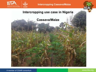 www.iita.orgA member of CGIAR consortium
Intercropping use case in Nigeria
Cassava/Maize
Intercropping Cassava/Maize
 