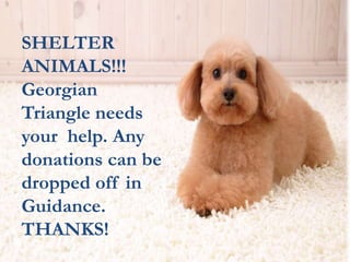 SHELTER 
ANIMALS!!! 
Georgian 
Triangle needs 
your help. Any 
donations can be 
dropped off in 
Guidance. 
THANKS! 
 