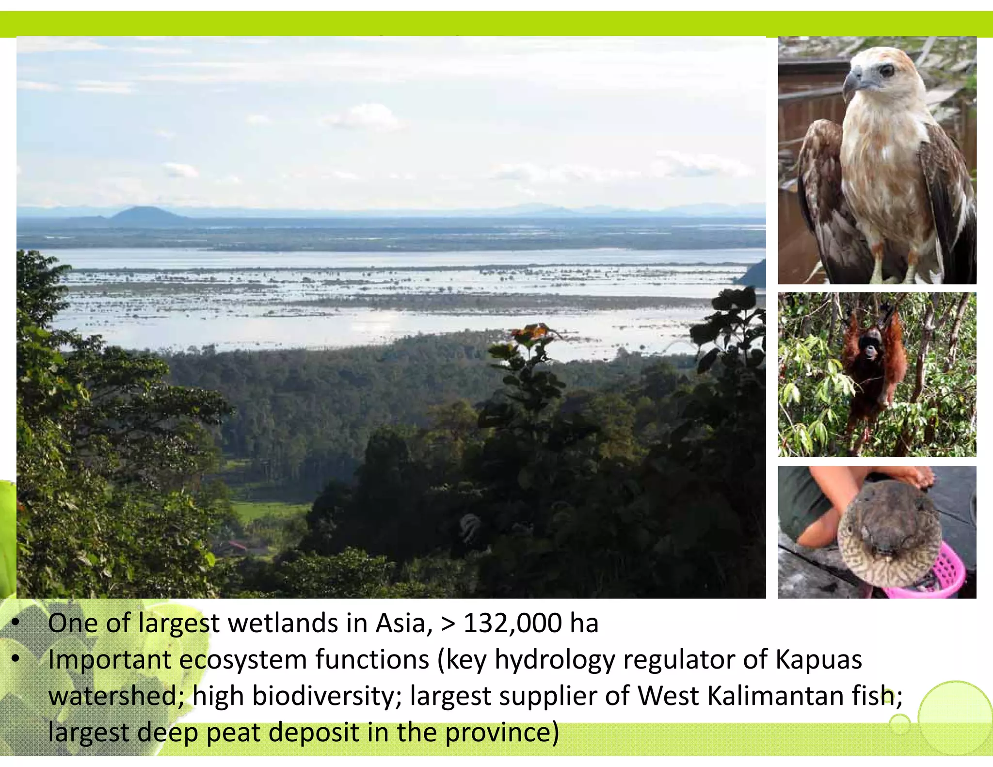 The location




• One of largest wetlands in Asia, > 132,000 ha
• Important ecosystem functions (key hydrology regulator of Kapuas
  Important ecosystem functions (key hydrology regulator of Kapuas 
  watershed; high biodiversity; largest supplier of West Kalimantan fish; 
  largest deep peat deposit in the province)
 