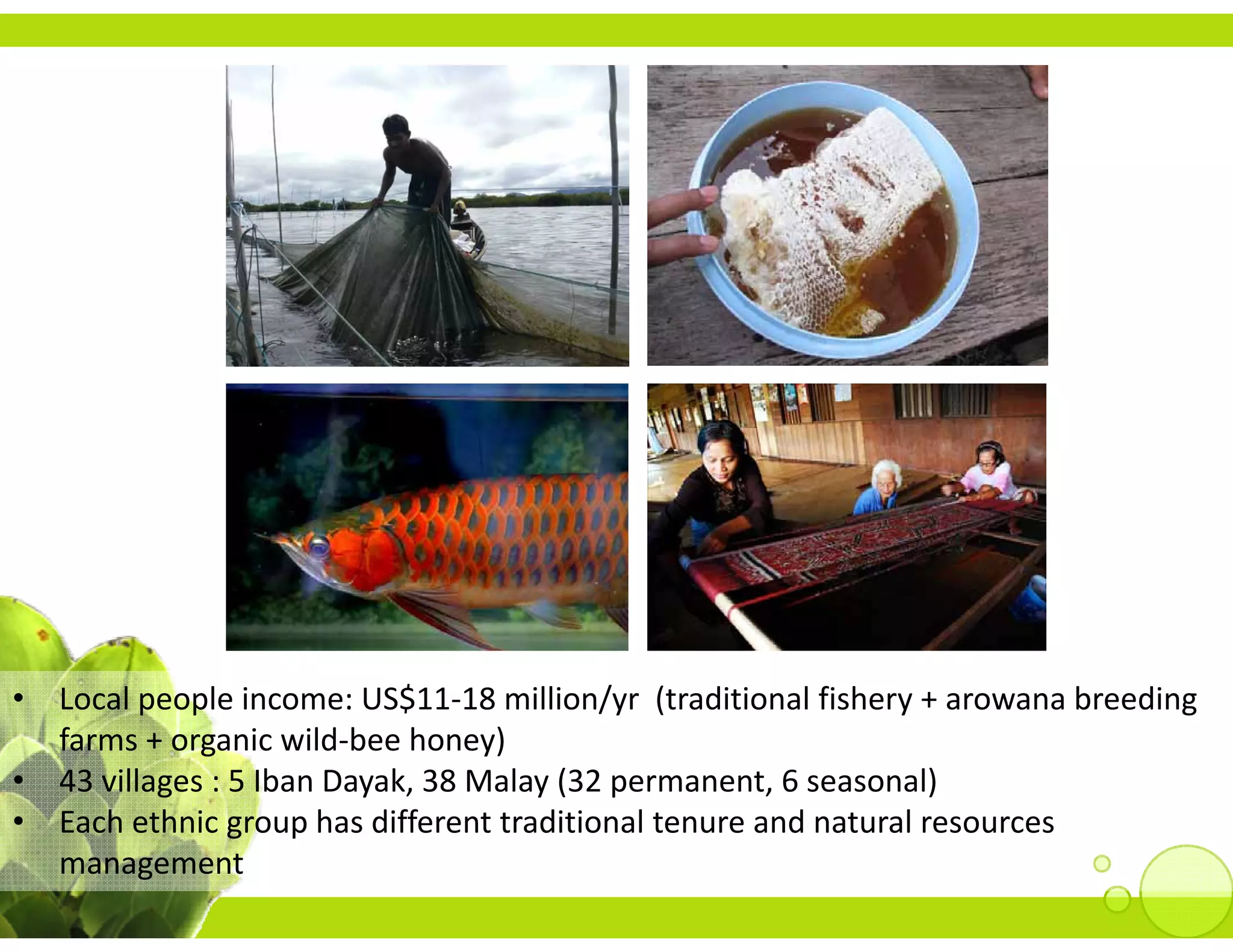 •   Local people income: US$11 18 million/yr  (traditional fishery + arowana breeding 
    Local people income: US$11‐18 million/yr (traditional fishery + arowana breeding
    farms + organic wild‐bee honey)
•   43 villages : 5 Iban Dayak, 38 Malay (32 permanent, 6 seasonal) 
•   Each ethnic group has different traditional tenure and natural resources 
    Each ethnic group has different traditional tenure and natural resources
    management
 
