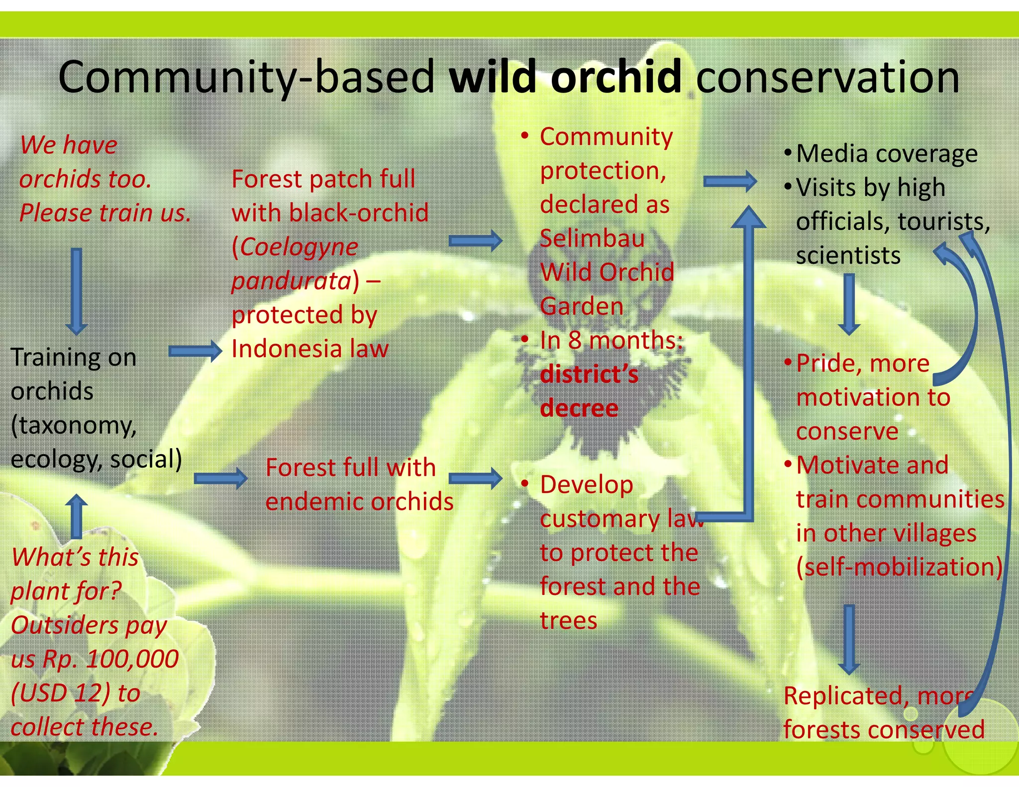 Community‐based wild orchid conservation
We have                                  • Community 
                                                             •Media coverage
orchids too.       Forest patch full       protection, 
                                                             •Visits by high 
Please train us.
 l                 with black‐orchid 
                      h bl k     hd        declared as 
                                           declared as
                                                              officials, tourists, 
                   (Coelogyne              Selimbau
                                                              scientists
                   pandurata) –            Wild Orchid 
                   protected by            Garden
                                           G d
                   Indonesia law         • In 8 months: 
Training on                                                  •Pride, more 
                                           district’s 
orchids 
orchids                                                       motivation to 
                                                              motivation to
                                           decree
(taxonomy,                                                    conserve
ecology, social)     Forest full with                        •Motivate and 
                                         • Develop
                                           Develop 
                     endemic orchids                          train communities 
                                           customary law 
                                                              in other villages 
What’s this                                to protect the 
                                                              (self‐mobilization)
plant for? 
 l tf ?                                    forest and the 
                                           forest and the
Outsiders pay                              trees
us Rp. 100,000 
(USD 12) to                                                  Replicated, more 
collect these.                                               forests conserved
 