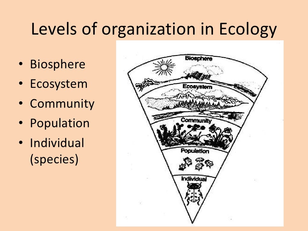 Ecology Levels of Organization