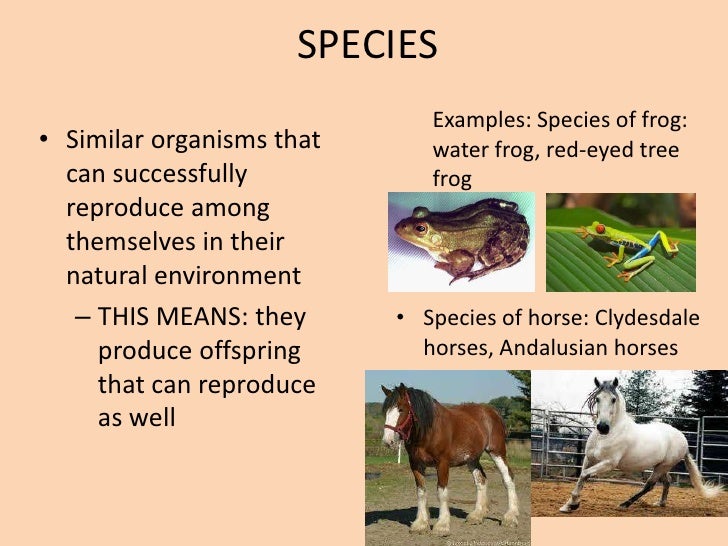 Ecology Levels Of Organization