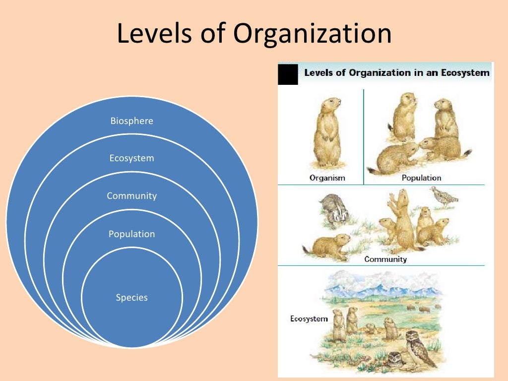 Ecology Levels of Organization