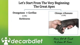 From Fat & Tired
to Lean & Keen
Orangutans + Gorillas
(1.6%)
Herbivores
Let’s Start From The Very Beginning:
The Great Apes
Chimps +Humans
(1.2%)
 