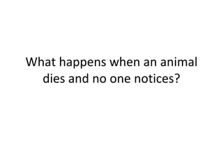 What happens when an animal dies and no one notices?
