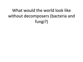 What would the world look like without decomposers (bacteria and fungi?)