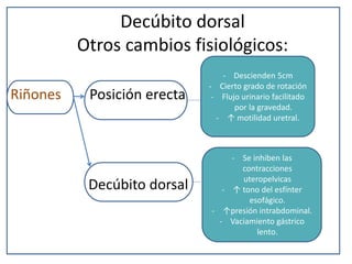 Decúbito dorsal
Otros cambios fisiológicos:
Riñones Posición erecta
Decúbito dorsal
- Descienden 5cm
- Cierto grado de rotación
- Flujo urinario facilitado
por la gravedad.
- ↑ motilidad uretral.
- Se inhiben las
contracciones
uteropelvicas
- ↑ tono del esfínter
esofágico.
- ↑presión intrabdominal.
- Vaciamiento gástrico
lento.
 