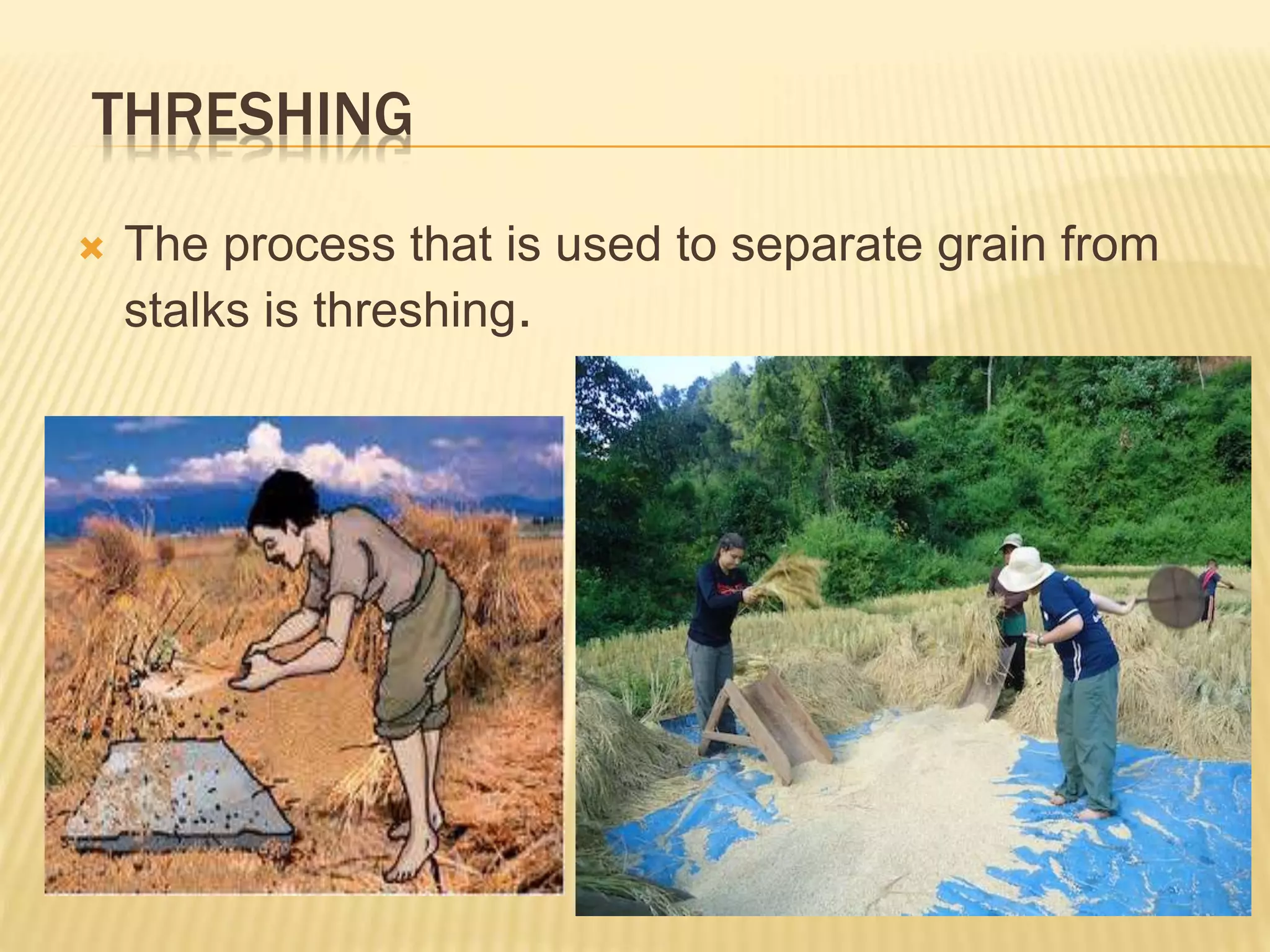 THRESHING
 The process that is used to separate grain from
stalks is threshing.
 
