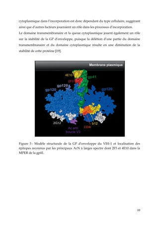 10
cytoplasmique dans l’incorporation est donc dépendant du type cellulaire, suggérant
ainsi que d’autres facteurs joueraient un rôle dans les processus d’incorporation.
Le domaine transmembranaire et la queue cytoplasmique jouent également un rôle
sur la stabilité de la GP d’enveloppe, puisque la délétion d’une partie du domaine
transmembranaire et du domaine cytoplasmique résulte en une diminution de la
stabilité de cette protéine [19].
Figure 5 : Modèle structurale de la GP d’enveloppe du VIH-1 et localisation des
épitopes reconnus par les principaux AcN à larges spectre dont 2F5 et 4E10 dans la
MPER de la gp41.
 