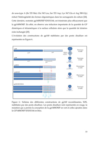 13
de sous-type A (Ile 535 Met, Glu 543 Leu, Ser 553 Asp, Lys 567 Glu et Arg 588 Gly)
réduit l’hétérogénéité des formes oligomériques dans les surnageants de culture [24].
Cette dernière, nommée gp140SOSIP KNH1144, est trimérisée plus efficacement que
la gp140SOSIP. En effet, on observe une réduction importante de la quantité de GP
dimériques et tétramériques à la surface cellulaire alors que la quantité de trimères
reste inchangée [25].
L’évolution des constructions de gp140 stabilisées par des ponts disulfure est
représentée en Figure 6.
Figure 6 : Schéma des différentes constructions de gp140 recombinantes, SOS,
stabilisées par des ponts disulfure. Les ponts disulfure sont représentés en rouge, la
mutation qui a permis la conception de la gp140SOSIP en vert et celles ajoutées dans
la GP140SOSIP KNH1144 en bleu.
 