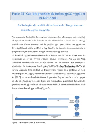 16
Partie III : Cas des protéines de fusion gp120 + gp41 et
gp120+ ∆gp41
A-Stratégies de modification du site de clivage dans un
contexte gp160 ou gp140.
Pour augmenter la stabilité du complexe trimérique d’enveloppe, une autre stratégie
est également décrite. Elle consiste en une modification dans le site de clivage
protéolytique afin de fusionner soit la gp120 et gp41 pour obtenir une gp160 non
clivée (gp160unc) soit la gp120 et la ∆gp41(délété du domaine transmembranaire et
cytoplasmique) et ainsi obtenir une gp140 non clivée (gp 140unc).
Le site de clivage des endoprotéases de la famille des furines se trouve dans les
précurseurs gp160 au niveau d’acides aminés spécifiques Arg-Glu-Lys-Arg↓.
Différentes constructions de GP non clivées ont été décrites. Par exemple la
substitution de la séquence lys-Arg-Arg-Val-Val-Gln-Arg-Glu-Lys-Arg-Ala-Val (la
partie c-terminale de la gp120 et les deux premiers résidus de la gp41) par un motif
hexamérique Leu-Arg [7], ou la substitution de la deuxième ou des deux Arg par des
Ser [21, 3], ou encore la substitution de la première Arg par une Ile et de la Lys par
un Gly [26]. Quoi qu’il en soit, toutes ces constructions permettent d’obtenir des
gp160unc ou des gp140unc où les sous-unités de la GP sont fusionnées afin d’avoir
des protéines d’enveloppe stables (Figure 7).
Figure 7 : Evolution des GP non clivées.
 