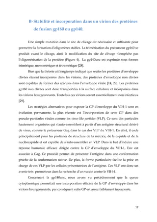 17
B-Stabilité et incorporation dans un virion des protéines
de fusion gp160 ou gp140.
Une simple mutation dans le site de clivage est nécessaire et suffisante pour
permettre la formation d’oligomères stables. La trimérisation du précurseur gp160 se
produit avant le clivage, ainsi la modification du site de clivage n’empêche pas
l’oligomérisation de la protéine (Figure 4). La gp140unc est exprimée sous formes
trimérique, monomérique et tétramérique [28].
Bien que la théorie ait longtemps indiqué que seules les protéines d’enveloppe
clivées étaient incorporées dans les virions, des protéines d’enveloppe non clivées
sont capables de former des spicules dans l’enveloppe virale [14, 29]. Les protéines
gp160 non clivées sont donc transportées à la surface cellulaire et incorporées dans
les virions bourgeonnants. Toutefois ces virions seront essentiellement non infectieux
[29].
Les stratégies alternatives pour exposer la GP d’enveloppe du VIH-1 sont en
évolution permanente, la plus récente est l’incorporation de cette GP dans des
pseudo-particules virales comme les virus-like particles (VLP). Ce sont des particules
hautement organisées qui s’auto-assemblent à partir d’un antigène structural dérivé
de virus, comme le précurseur Gag dans le cas des VLP du VIH-1. En effet, il code
principalement pour les protéines de structure de la matrice, de la capside et de la
nucléocapside et est capable de s’auto-assembler en VLP. Dans le but d’induire une
réponse humorale efficace dirigée contre la GP d’enveloppe du VIH-1, Env est
associée à Gag. Ce procédé permet de présenter l’antigène dans une conformation
proche de la conformation native. De plus, la forme particulaire facilite la prise en
charge de ces VLP par les cellules présentatrices de l’antigène. Ces VLP ont donc un
avenir très prometteur dans la recherche d’un vaccin contre le VIH-1.
Concernant la gp140unc, nous avons vu précédemment que la queue
cytoplasmique permettait une incorporation efficace de la GP d’enveloppe dans les
virions bourgeonnants, par conséquent cette GP est assez faiblement incorporée.
 