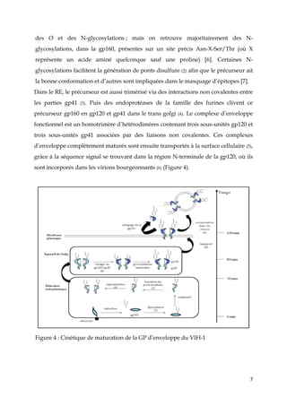 7
des O et des N-glycosylations ; mais on retrouve majoritairement des N-
glycosylations, dans la gp160, présentes sur un site précis Asn-X-Ser/Thr (où X
représente un acide aminé quelconque sauf une proline) [6]. Certaines N-
glycosylations facilitent la génération de ponts disulfure (2) afin que le précurseur ait
la bonne conformation et d’autres sont impliquées dans le masquage d’épitopes [7].
Dans le RE, le précurseur est aussi trimérisé via des interactions non covalentes entre
les parties gp41 (3). Puis des endoprotéases de la famille des furines clivent ce
précurseur gp160 en gp120 et gp41 dans le trans golgi (4). Le complexe d’enveloppe
fonctionnel est un homotrimère d’hétérodimères contenant trois sous-unités gp120 et
trois sous-unités gp41 associées par des liaisons non covalentes. Ces complexes
d’enveloppe complètement maturés sont ensuite transportés à la surface cellulaire (5),
grâce à la séquence signal se trouvant dans la région N-terminale de la gp120, où ils
sont incorporés dans les virions bourgeonnants (6) (Figure 4).
Figure 4 : Cinétique de maturation de la GP d’enveloppe du VIH-1
 