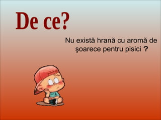 Dit-moi Pourquoi? De ce? Nu există hrană cu aromă de şoarece pentru pisici  ? 
