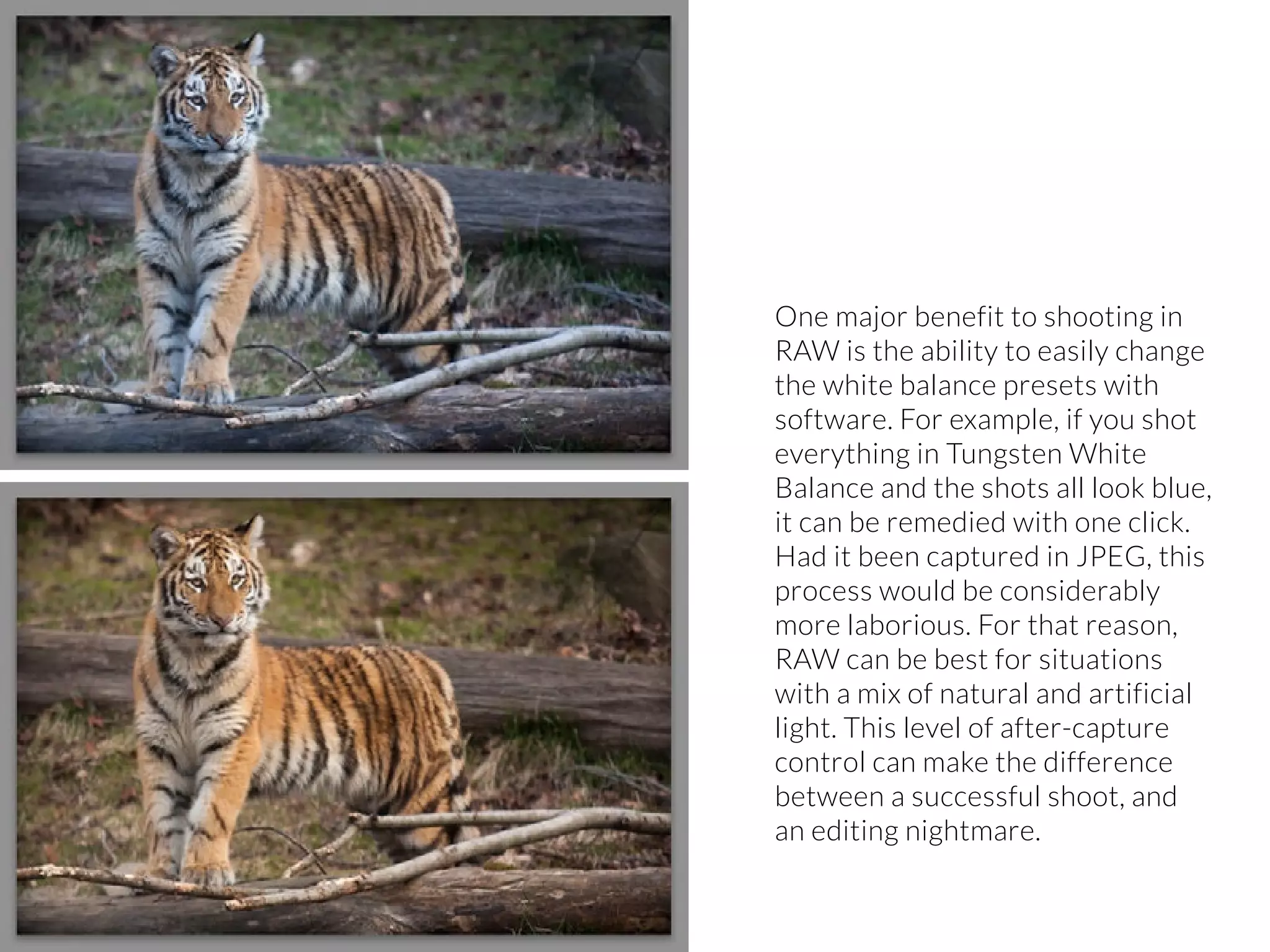 24 | PicsArt Monthly 
One major benefit to shooting in 
RAW is the ability to easily change 
the white balance presets with 
software. For example, if you shot 
everything in Tungsten White 
Balance and the shots all look blue, 
it can be remedied with one click. 
Had it been captured in JPEG, this 
process would be considerably 
more laborious. For that reason, 
RAW can be best for situations 
with a mix of natural and artificial 
light. This level of after-capture 
control can make the difference 
between a successful shoot, and 
an editing nightmare. 
 