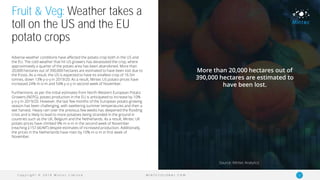 C o p y r i g h t © 2 0 1 9 M i n t e c L i m i t e d 12M I N T E C G L O B A L . C O M
Fruit & Veg: Weather takes a
toll on the US and the EU
potato crops
Adverse weather conditions have affected the potato crop both in the US and
the EU. The cold weather that hit US growers has devastated the crop, where
approximately a quarter of the potato area has been abandoned. More than
20,000 hectares out of 390,000 hectares are estimated to have been lost due to
the frosts. As a result, the US is expected to have its smallest crop of 16.5m
tonnes, down 13% y-o-y in 2019/20. As a result, Mintec US potato prices have
increased 24% m-o-m and 54% y-o-y in second week of November.
Furthermore, as per the initial estimates from North-Western European Potato
Growers (NEPG), potato production in the EU is anticipated to increase by 10%
y-o-y in 2019/20. However, the last few months of the European potato growing
season has been challenging, with sweltering summer temperatures and then a
wet harvest. Heavy rain over the previous few weeks has deepened the flooding
crisis and is likely to lead to more potatoes being stranded in the ground in
countries such as the UK, Belgium and the Netherlands. As a result, Mintec UK
potato prices have climbed 9% m-o-m in the second week of November
(reaching £157.66/MT) despite estimates of increased production. Additionally,
the prices in the Netherlands have risen by 10% m-o-m in first week of
November.
More than 20,000 hectares out of
390,000 hectares are estimated to
have been lost.
Source: Mintec Analytics
 