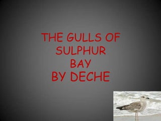 THE GULLS OF
SULPHUR
BAY
BY DECHE
 