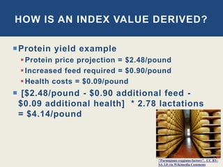 Protein yield example
Protein price projection = $2.48/pound
Increased feed required = $0.90/pound
Health costs = $0.09/pound
 [$2.48/pound - $0.90 additional feed -
$0.09 additional health] * 2.78 lactations
= $4.14/pound
HOW IS AN INDEX VALUE DERIVED?
"Parmigiano reggiano factory". CC BY-
SA 3.0 via Wikimedia Commons
 