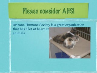 Decibel blue  arizona humane society-828