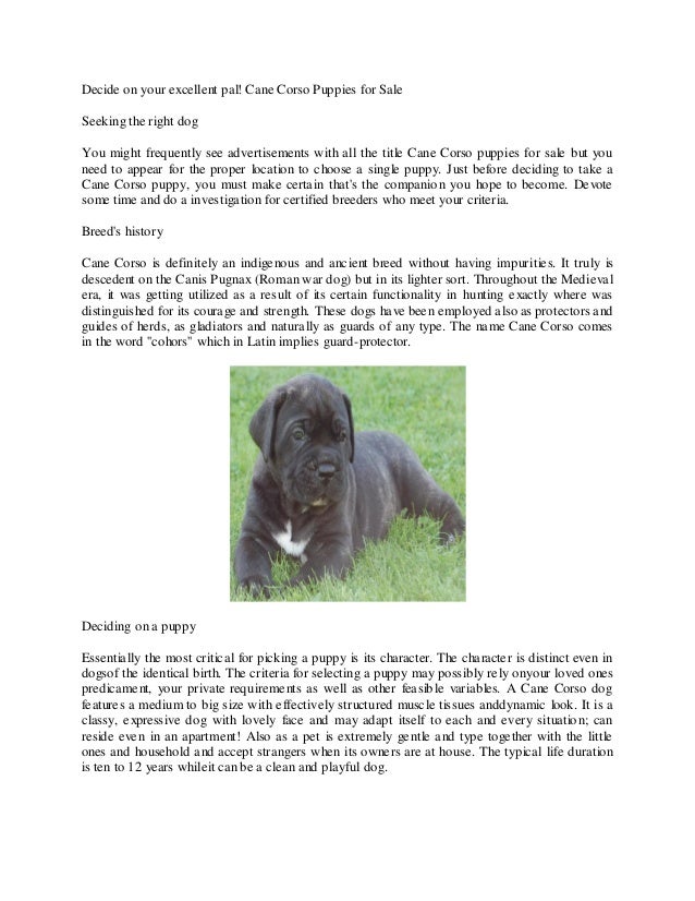 Cane Corso Breeders