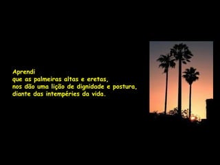 Aprendi
que as palmeiras altas e eretas,
nos dão uma lição de dignidade e postura,
diante das intempéries da vida.
 