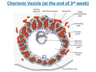 Chorionic Vesicle (at the end of 3rd
week)
 