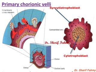 Dr. Sherif Fahmy
Syncytiotrophoblast
Cytotrophoblast
Primary chorionic velli
Dr. Sherif Fahmy
 