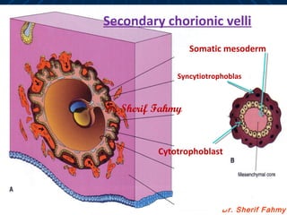 Dr. Sherif Fahmy
Secondary chorionic velli
Syncytiotrophoblas
Cytotrophoblast
Somatic mesoderm
Dr. Sherif Fahmy
 