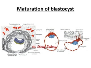 Maturation of blastocyst
Dr. Sherif Fahmy
 