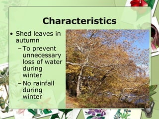 Characteristics Shed leaves in autumn To prevent unnecessary loss of water during winter No rainfall during winter 