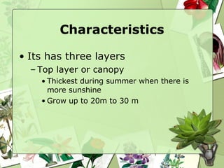 Characteristics Its has three layers Top layer or canopy Thickest during summer when there is more sunshine Grow up to 20m to 30 m 