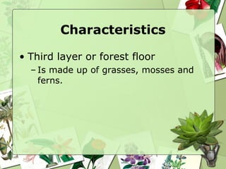 Characteristics Third layer or forest floor Is made up of grasses, mosses and ferns. 