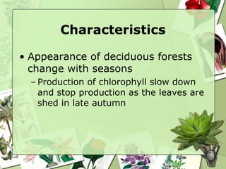 Characteristics Appearance of deciduous forests change with seasons Production of chlorophyll slow down and stop production as the leaves are shed in late autumn 