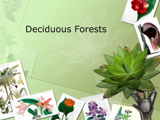 Deciduous Forests 
