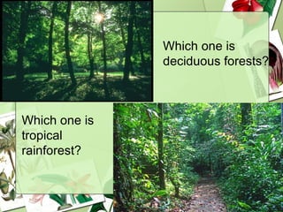 Which one is  tropical rainforest? Which one is  deciduous forests?   