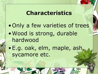Characteristics Only a few varieties of trees Wood is strong, durable  hardwood E.g. oak, elm, maple, ash, sycamore etc. 