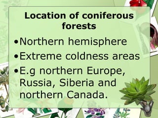 Location of coniferous forests Northern hemisphere Extreme coldness areas E.g northern Europe, Russia, Siberia and northern Canada. 