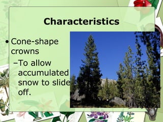 Characteristics Cone-shape crowns To allow accumulated snow to slide off. 