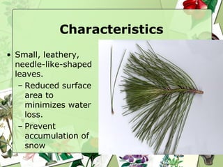 Characteristics Small, leathery, needle-like-shaped leaves. Reduced surface area to minimizes water loss. Prevent accumulation of snow 