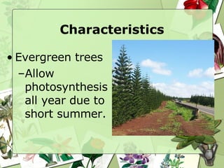 Characteristics Evergreen trees Allow photosynthesis all year due to short summer. 
