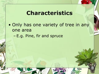 Characteristics Only has one variety of tree in any one area E.g. Pine, fir and spruce 