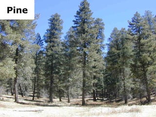 Pine 