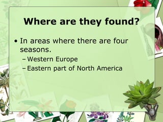 Where are they found? In areas where there are four seasons. Western Europe Eastern part of North America 