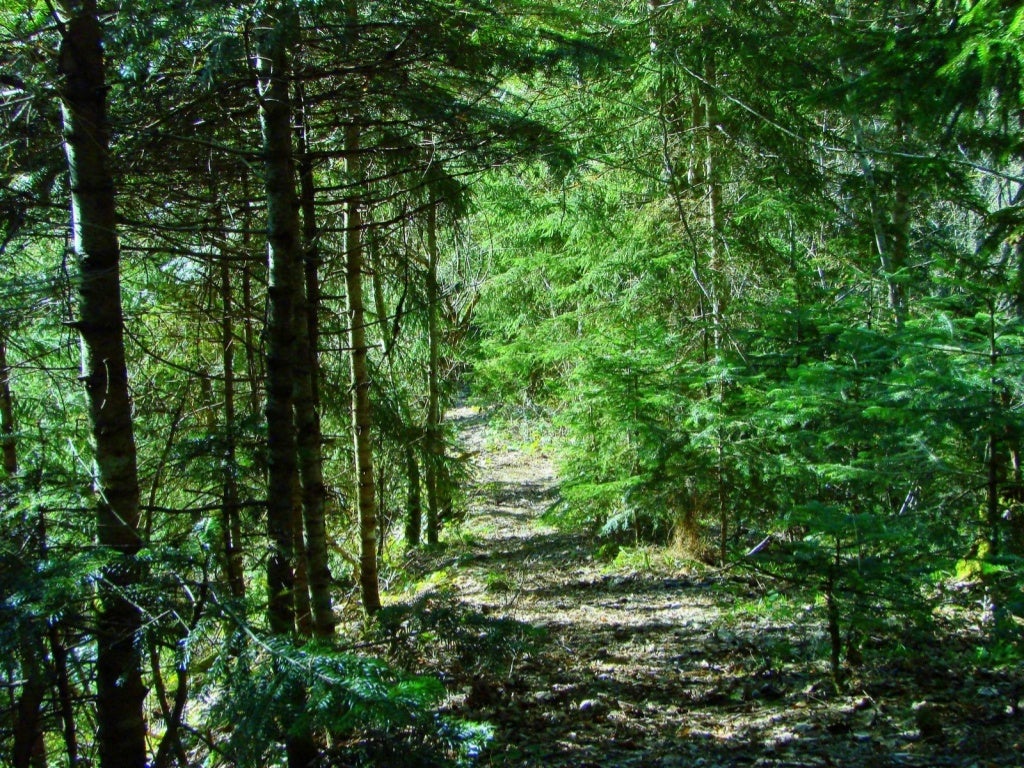 Sec 1 Exp Deciduous & Coniferous Forest