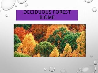DECIDUOUS FOREST
BIOME
 